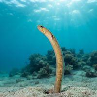 Barnes' Garden Eel