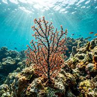 Gorgonian Coral