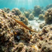 Adult gorgonian shrimp, thin and translucent with reddish striping, clinging to the branch of a sea fan.