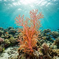 Gorgonian sea fan with branching orange and red lattice-like structure attached to a rocky reef wall in blue water.