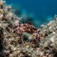 Graceful decorator crab covered in sponge and algae camouflage on a rocky cold-water reef.