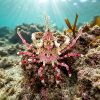 Graceful kelp crab with a triangular reddish-brown shell gripping a kelp blade in cold, green water.