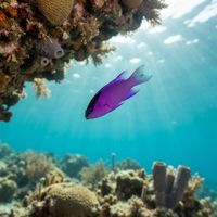 Blackcap Basslet