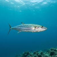 Double-lined Mackerel