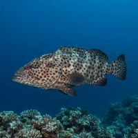 Greasy Grouper