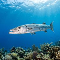 Great Barracuda, a large silver fish with dark irregular blotches along its sides, hovering near a coral reef.
