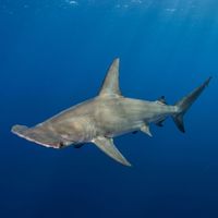 Great hammerhead shark with wide flat cephalofoil and tall first dorsal fin cruising over a sandy reef bottom in blue water.