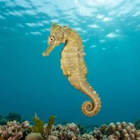 Great Seahorse