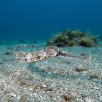 Adult greater pipefish with a slender brown mottled body resting among seagrass on a sandy seabed.