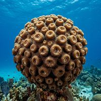 Greater Star Coral