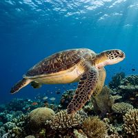 Green sea turtle with olive-brown patterned shell swimming over a shallow coral reef in clear blue water.