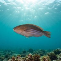 Greenblotch Parrotfish