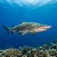 Grey nurse shark with a bulky grey-brown body, ragged protruding teeth, and multiple rows of visible dentition swimming slowly over a rocky reef.