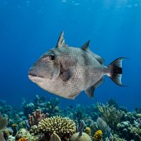 Grey triggerfish with grey-blue mottled body and pale belly swimming near a rocky reef.