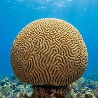 Grooved Brain Coral