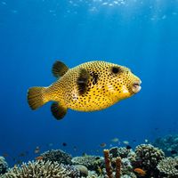 Guineafowl Puffer with dark brown body covered in small white spots swimming close to a coral reef.