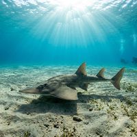 Guitarfish resting on sandy seafloor, showing its flattened elongated body, broad pectoral disc and long shark-like tail.