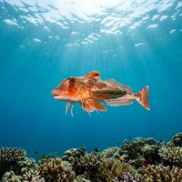 Gurnard resting on a sandy seabed, showing its broad armoured head, fan-like pectoral fins, and reddish-orange colouration.
