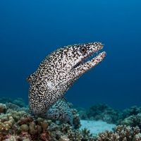 Abbott's moray with a mottled brown and cream speckled body coiled in a reef crevice.