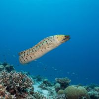 Fimbriated Moray