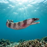Graceful-tailed Moray