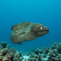 Adult geometric moray with pale grey body and fine dark speckling coiled in a reef crevice.