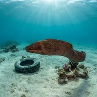 Brown moray eel with uniform muddy-brown skin poking its head from a rocky reef crevice.