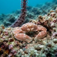 Haig's Porcelain Crab