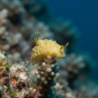 Gold Lace Nudibranch