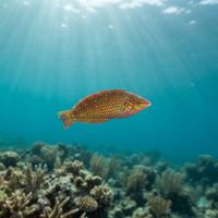 Argus Wrasse swimming close to a coral reef, showing its slender body and pale speckled flanks with a dark eye-spot marking.