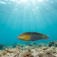 Twospot Wrasse