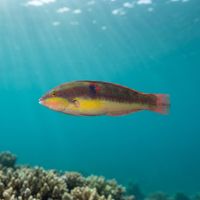 Wounded Wrasse