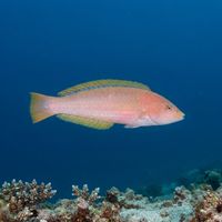 Chameleon wrasse, a small slender fish with greenish body and darker stripe, swimming close to a rocky reef.
