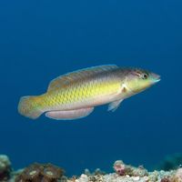 Adult yellowhead wrasse with a bright yellow front half, blue-purple rear body, and a dark eye stripe over reef rubble.