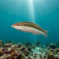 Adult clown wrasse with a slender greenish body and dark stripe darting over a Caribbean reef.