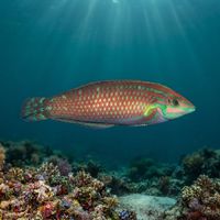 Ornate wrasse with a green body, pink stripes and a dark spot near the tail swimming over a Hawaiian reef.
