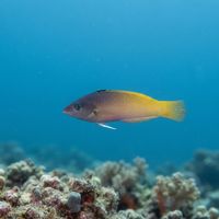Adult twotone wrasse with yellow rear body and blue-purple front half swimming close to coral rubble.