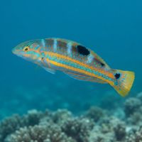 Adult puddingwife wrasse with blue-green body, orange saddle markings and dark spot near the tail over a Caribbean reef.