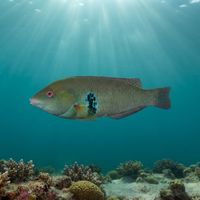 Rock Wrasse