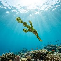 Halimeda ghost pipefish camouflaged among green Halimeda algae on a coral reef, showing pale green mottled colouration and leaf-like body shape.