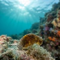 Blister Glassy-bubble