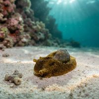 Green Bubble Snail
