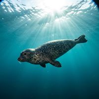Harbor seal with spotted grey-brown coat resting near a rocky kelp-covered reef in cool temperate water.