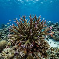 Hard Coral (Scleractinia spp.) growing on a reef