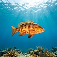 Harlequin Fish