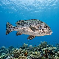 Harlequin Sweetlips with white body covered in bold dark brown spots swimming close to a coral reef.