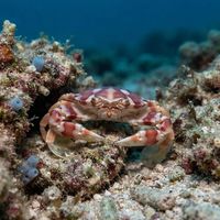 Harlequin Swimming Crab
