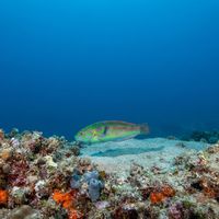 Hartzfeld's Wrasse