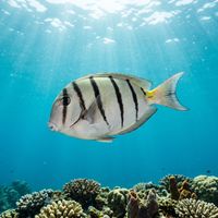 Hawaiian Convict Surgeonfish