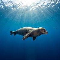Hawaiian Monk Seal